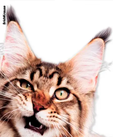 Набор обложек для тетрадей и дневников Hiding Cats, 12 штук обложка книги