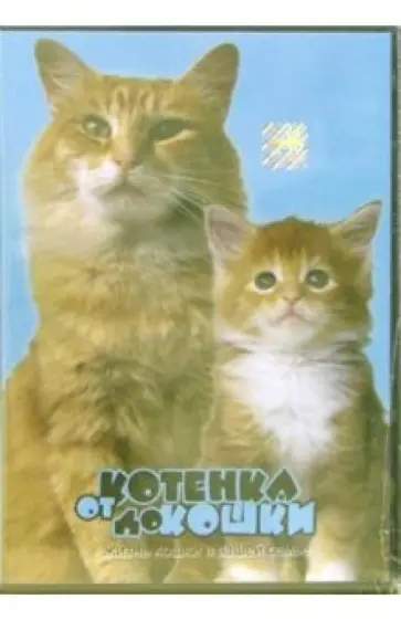 Дэвид Смит - От котенка до кошки обложка книги