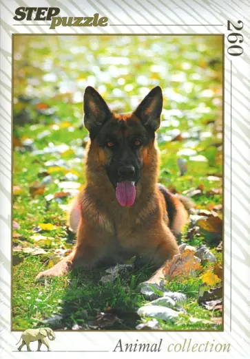 Step Puzzle-260 Овчарка (74047) обложка книги