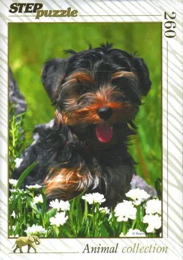 Step Puzzle-260 Йоркширский терьер (74048) обложка книги