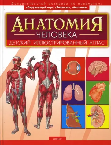 Александр Мирер - Анатомия человека обложка книги