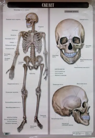 Н. Кулик - Скелет (глянец, 6255) обложка книги