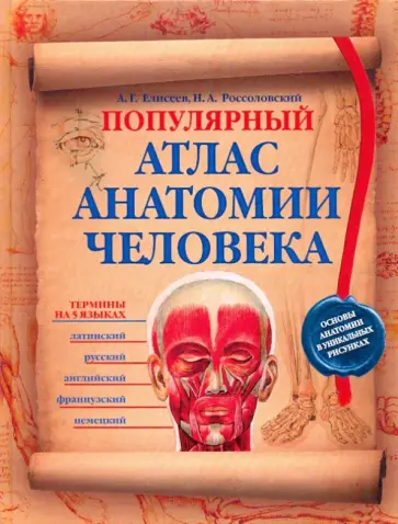 Елисеев, Россоловский - Популярный атлас анатомии человека Елисеев, Россоловский - Популярный атлас анатомии человека обложка книги