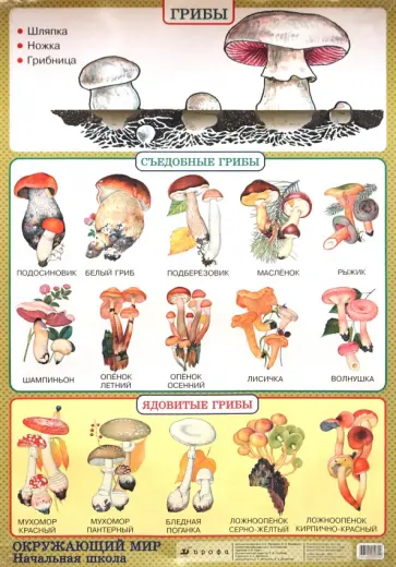 Плешаков, Яременко - Окружающий мир. Грибы. Природные зоны. Пустыня обложка книги