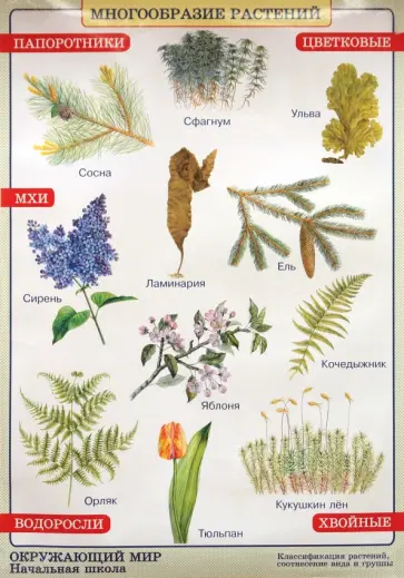 Плешаков, Яременко - Окружающий мир. Многообразие растений. Природные зоны. Степь обложка книги