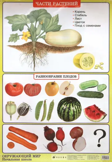Плешаков, Яременко - Окружающий мир. Части растений. Природные зоны. Тундра обложка книги