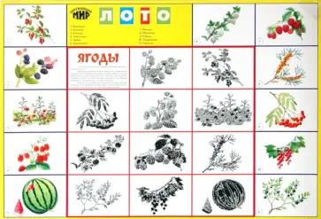 Лото: Ягоды 844 (350х500) обложка книги