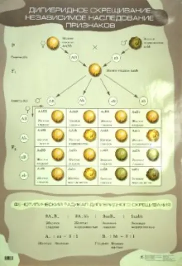 Сивоглазов, Агафонова - Дигибридное скрещивание. Независимое наследование признаков обложка книги