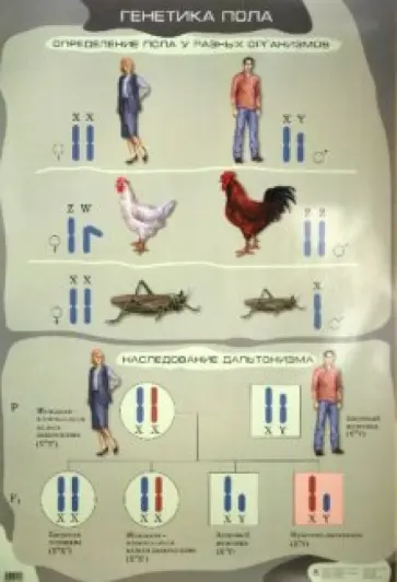 Сивоглазов, Агафонова - Генетика пола обложка книги