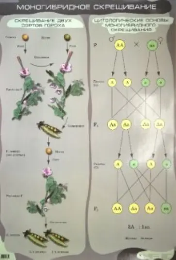 Сивоглазов, Агафонова - Моногибридное скрещивание обложка книги