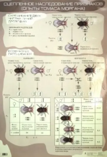 Сивоглазов, Агафонова - Сцепленное наследование признаков (Опыты Томаса Моргана) обложка книги
