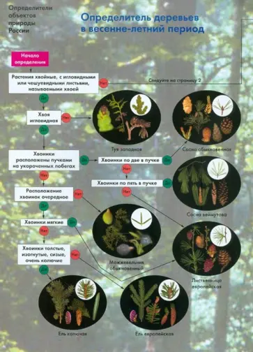Боголюбов, Жданова - Определитель деревьев в весенне-летний период обложка книги