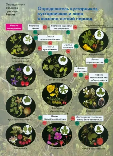 Боголюбов, Лазарева - Определитель кустарников, кустарничков и лиан в весенне-летний период обложка книги