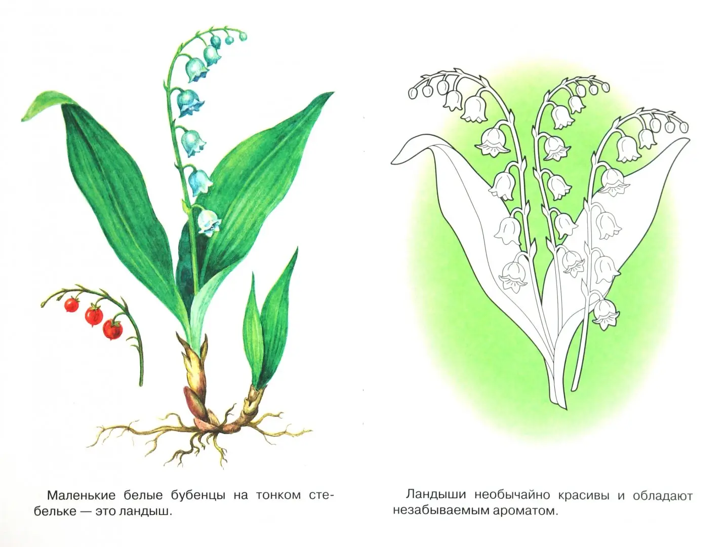 Раскраска «Ландыши»