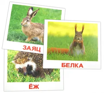 Носова, Епанова - Комплект карточек "Дикие животные" (16,5х19,5 см) обложка книги