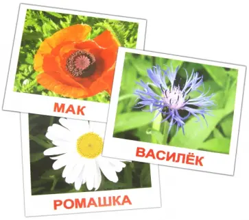 Носова, Епанова - Комплект карточек "Цветы" (16,5х19,5 см) обложка книги