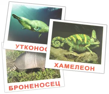 Носова, Епанова - Комплект карточек "Экзотические животные" (16,5х19,5 см) обложка книги