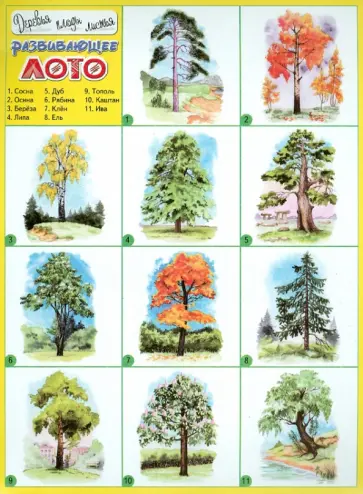 Развивающее лото "Деревья, плоды, листья" обложка книги