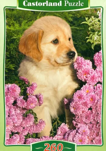 Puzzle-260 MIDI "Маленький ретривер" (B-26906) обложка книги