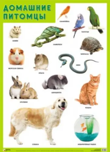 Плакат "Домашние питомцы" обложка книги