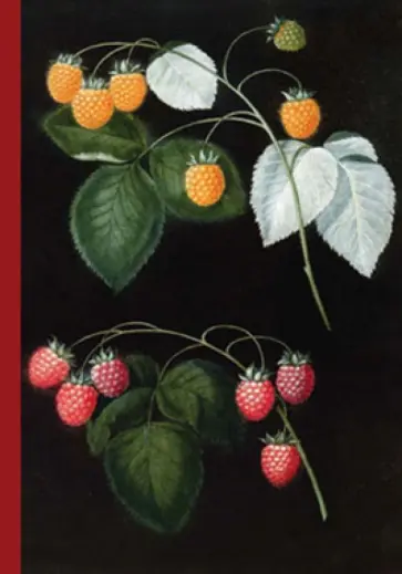 Блокнот "Ботаника". Малина Блокнот "Ботаника". Малина обложка книги