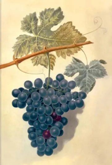 Блокнот "Ботаника". Виноград Блокнот "Ботаника". Виноград обложка книги