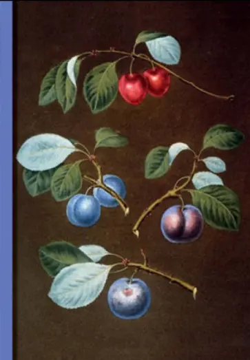 Блокнот "Ботаника". Сливы Блокнот "Ботаника". Сливы обложка книги