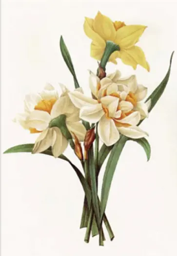 Блокнот "Ботаника". Нарциссы Блокнот "Ботаника". Нарциссы обложка книги