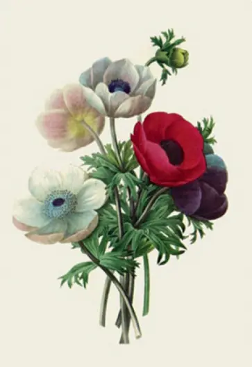 Блокнот "Ботаника". Анемоны Блокнот "Ботаника". Анемоны обложка книги