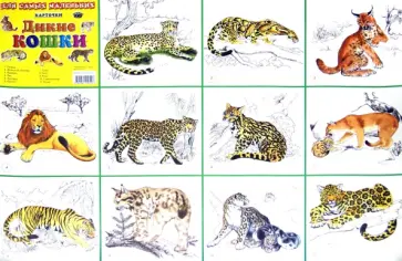 Плакат "Дикие кошки" (50х70 см) обложка книги