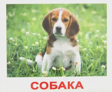 Мои первые знания (с фактами и заданиями на обороте карточек) обложка книги