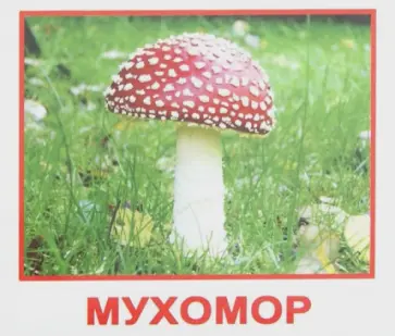 Епанова, Носова - Комплект карточек “Грибы”  МИНИ (8*10 см) обложка книги