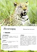 Миниатюра 5