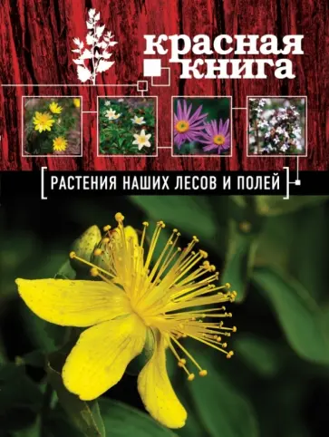 Анна Орел - Красная книга. Растения наших лесов и полей обложка книги