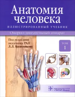 Обложка книги Анатомия и физиология человека. Учебник, Смольянникова Наталья Васильевна, Фалина Елена Федоровна, Сагун Валентина Алексеевна