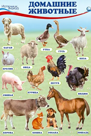 Комплект познавательных мини-плакатов "Домашние, лесные животные, фрукты и ягоды, овощи" обложка книги