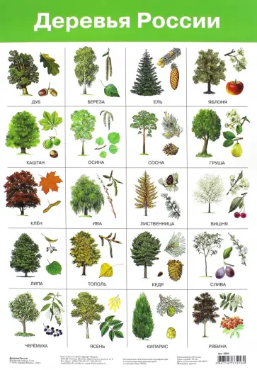 Плакат "Деревья России" (2883) обложка книги
