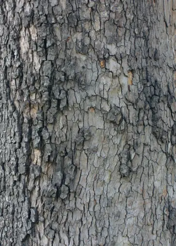 Блокнот для записей "Лесной" обложка книги