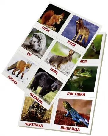 Носова, Епанова - Лото. Животные обложка книги