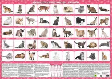 Домашние питомцы. Кошки. Настольное издание обложка книги