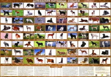 Домашние питомцы. Собаки. Настольное издание обложка книги