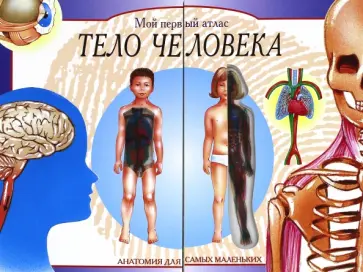 Брук Джон Х. Р. - Тело человека. Мой первый атлас Брук Джон Х. Р. - Тело человека. Мой первый атлас обложка книги