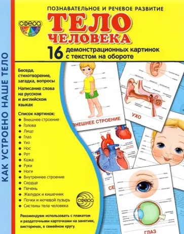 Демонстрационные картинки Тело человека, 16 картинок Демонстрационные картинки Тело человека, 16 картинок обложка книги