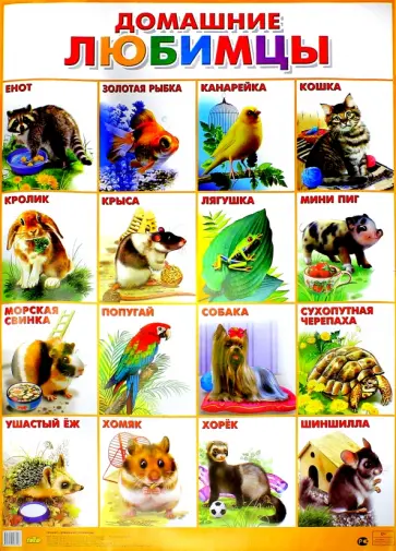 Плакат "Домашние любимцы" (555х774) обложка книги