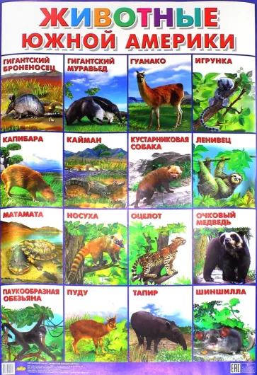 Плакат "Животные Южной Америки" (550х770) обложка книги