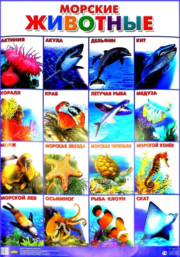 Плакат "Морские животные" (555х774) обложка книги
