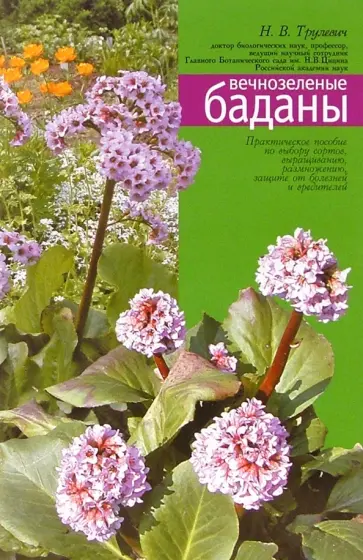 Наталья Трулевич - Вечнозеленые баданы Наталья Трулевич - Вечнозеленые баданы обложка книги