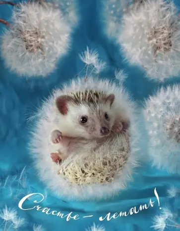 Блокнот с ежиками "Ёжедневник. Счастье - летать!", А5 обложка книги