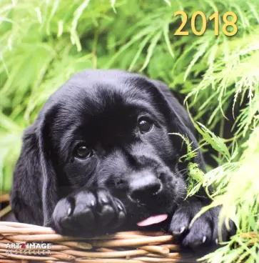 Календарь 2018 "Собаки" 30*30 (95589) обложка книги
