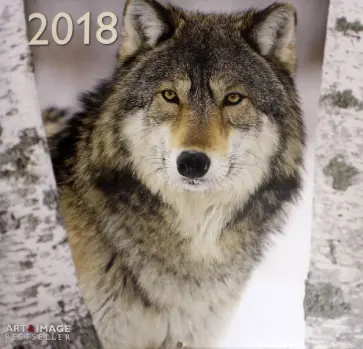 Календарь 2018 "Волки" 30*30 (95643) обложка книги